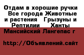 Отдам в хорошие ручки - Все города Животные и растения » Грызуны и Рептилии   . Ханты-Мансийский,Лангепас г.